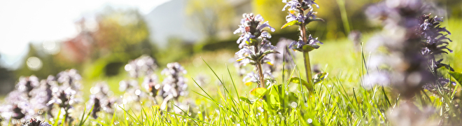 Blumen