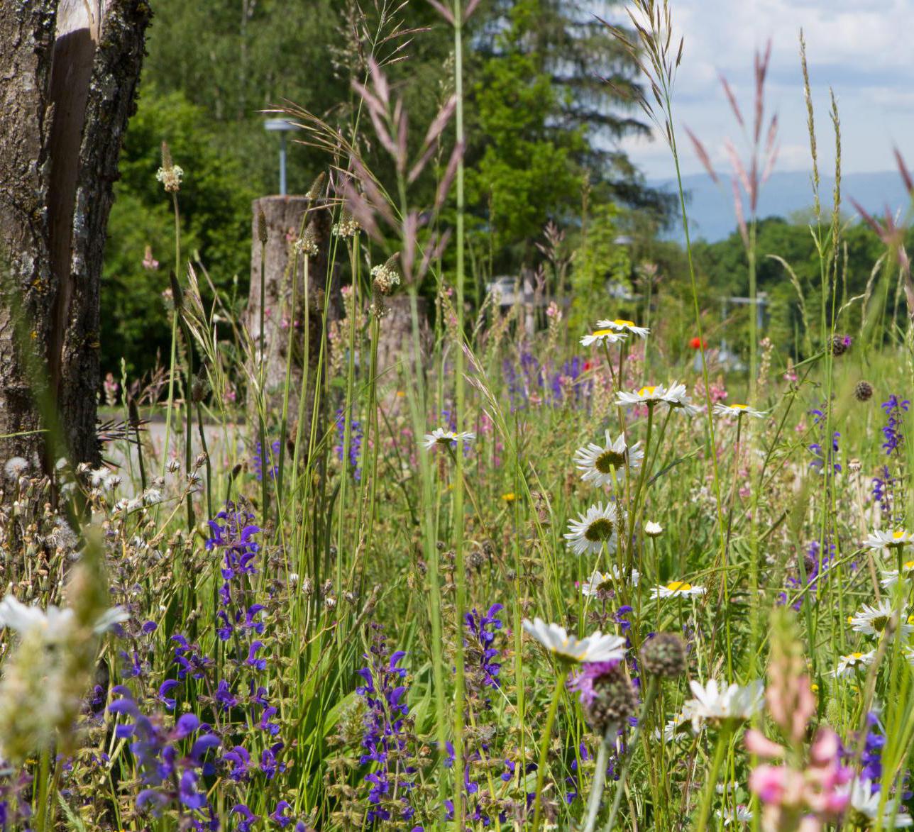 Biodiversität auf Wegen