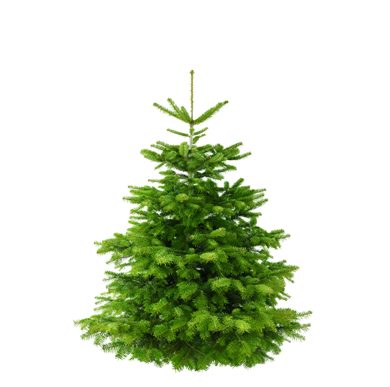 Weihnachtsbaum