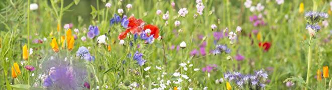 Blumenwiese Frühling