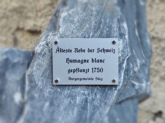 Älteste Rebe der Schweiz 
