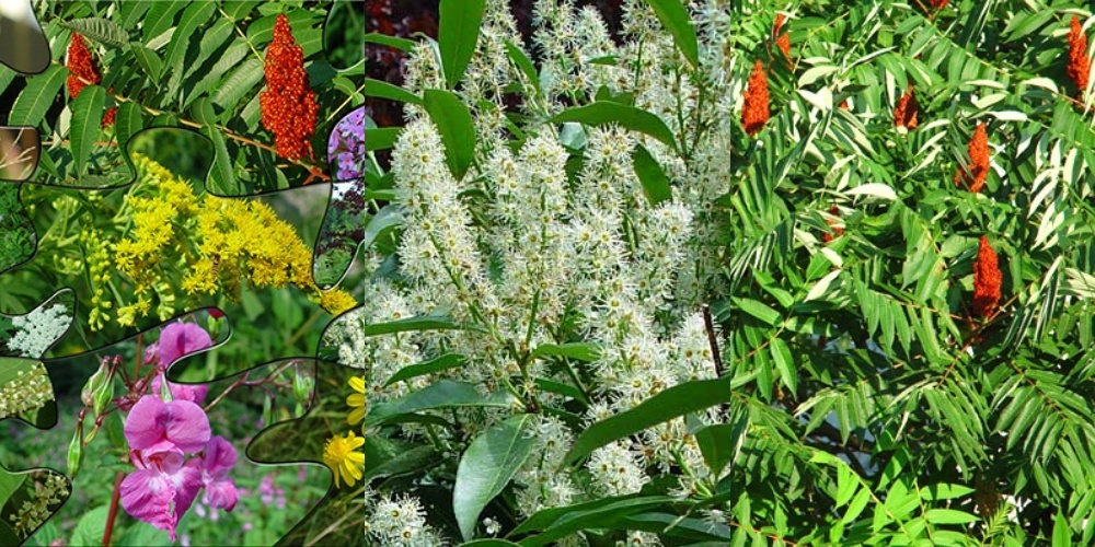 Invasive Neophyten