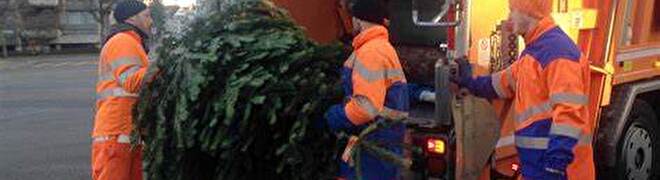 Entsorgung Weihnachtsbaum