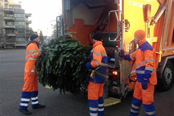 Entsorgung Weihnachtsbaum