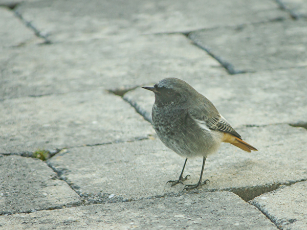 Singvögel in Jeizinen und Engersch