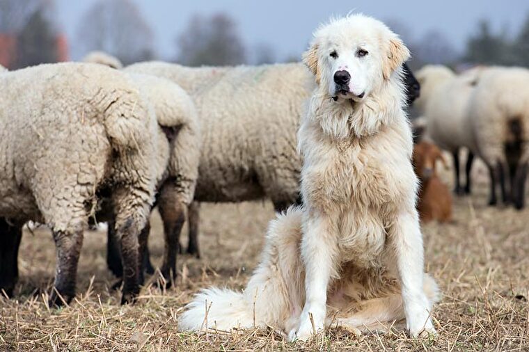 Herdenschutz