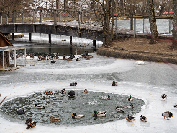 Enten im vereisten Stadtweier 