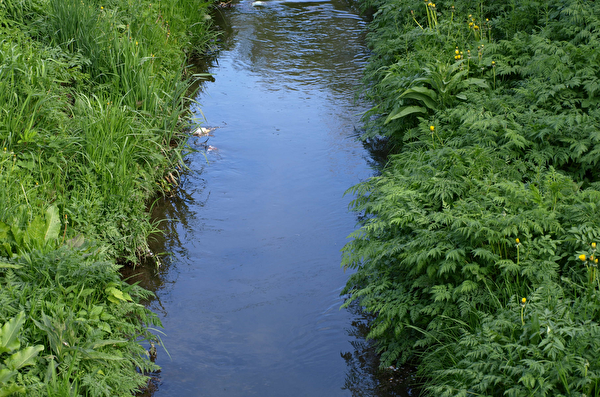 Bachlauf mit Wiese