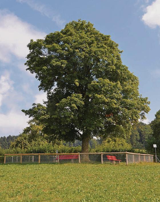 Foto der Kaiserlinde in Wil