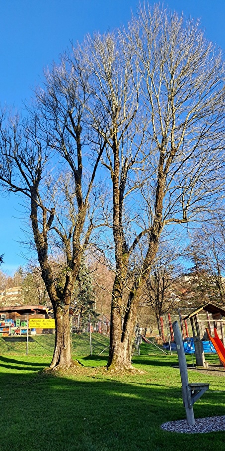 Die beiden Eschen in der Badi Stigeli sind krank und müssen gefällt werden.