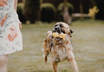 Hund spielt auf Wiese.