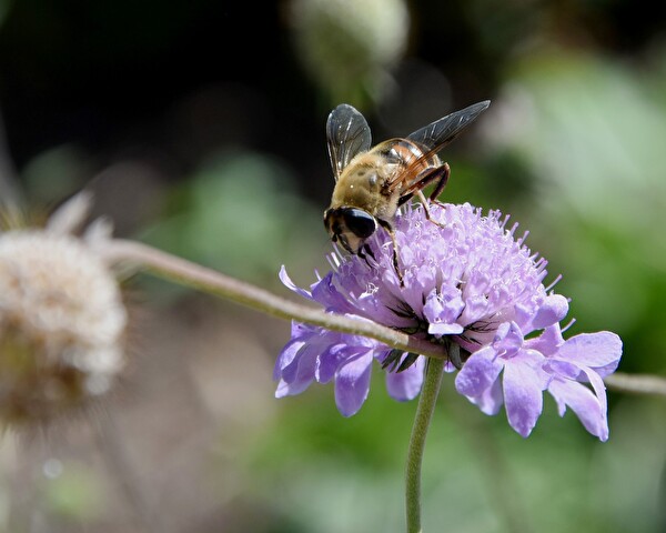 Eine Biene auf einer Blume.