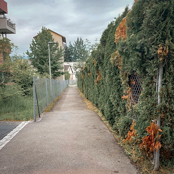 Büsche und Sträucher entlang eines Fusswegs