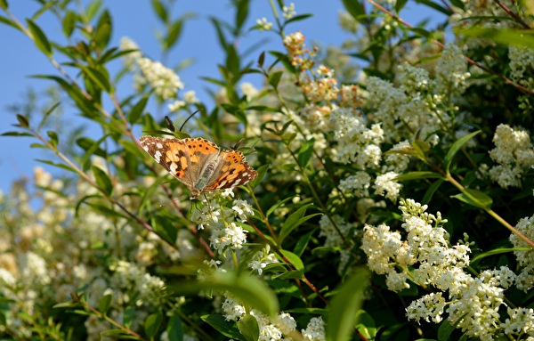 Gemeinen Liguster