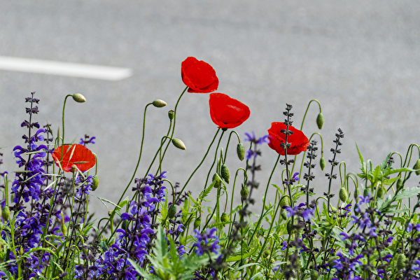 Blumenwiese