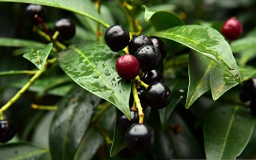 Nahaufnahme Kirschlorbeer.