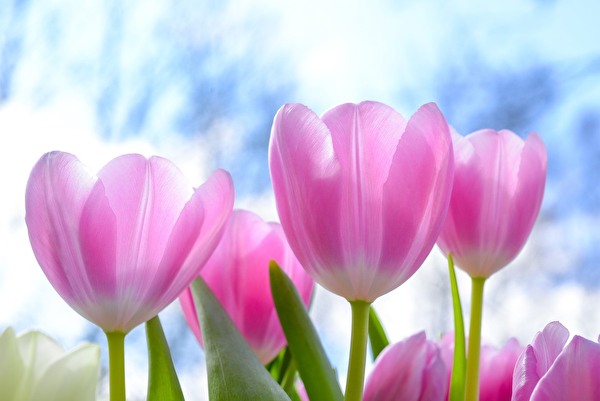 1 Tulpe fürs Leben heisst die Aktion von L'aiMant Rose, an der sich auch die Gemeinde Emmen während dem Rosa Oktober beteiligt. (Bild: zvg)