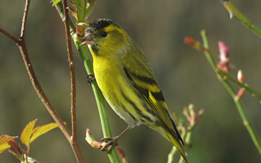 Ein grüner Vogel.