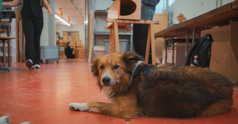 Hund im Schulzimmer