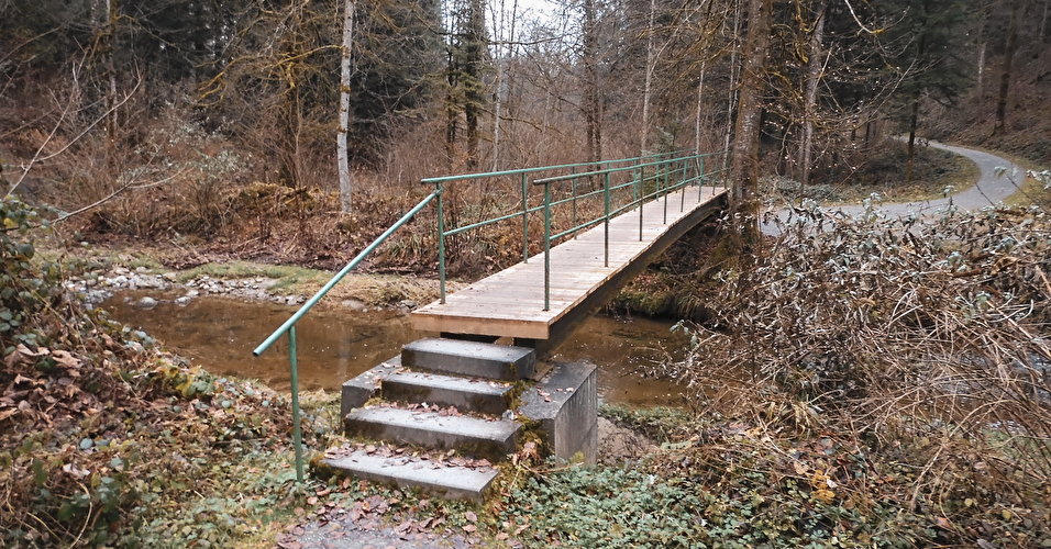 Eine Brücke im Wald