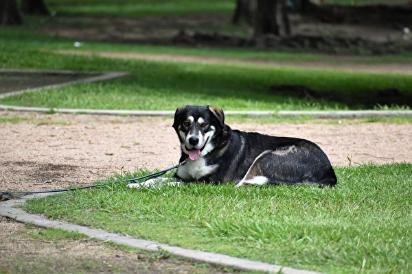 EIn Hund im Park.