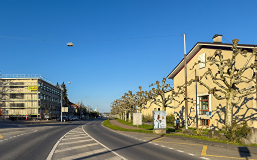 Rüeggisingerstrasse gesäumt von Platanen.