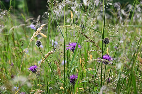 Eine Blumenwiese.