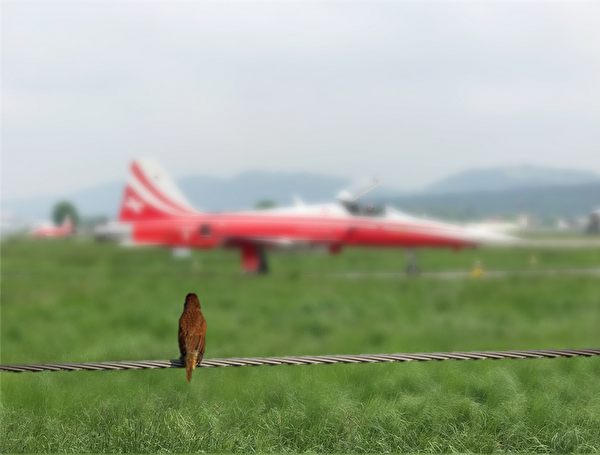 Vogel auf Zaun neben Flugplatz.