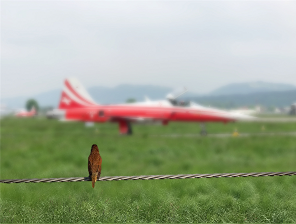 Ein Vogel schaut auf ein Flugzeug
