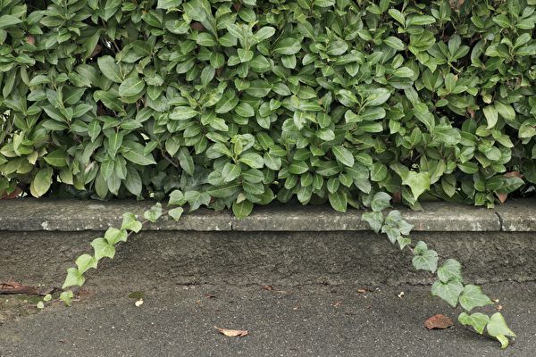 Hecke