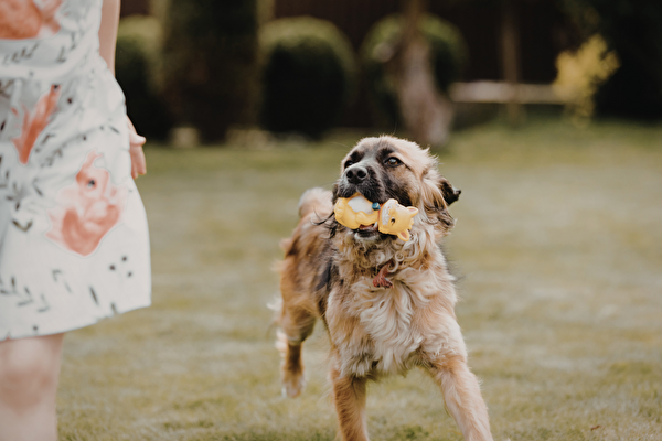 Hund spielt auf Wiese.