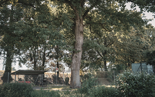 Eiche Rossmoos