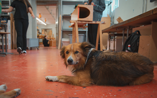 Hund im Schulzimmer