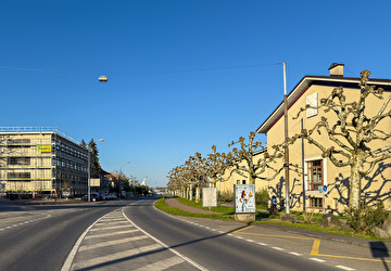Rüeggisingerstrasse gesäumt von Platanen.