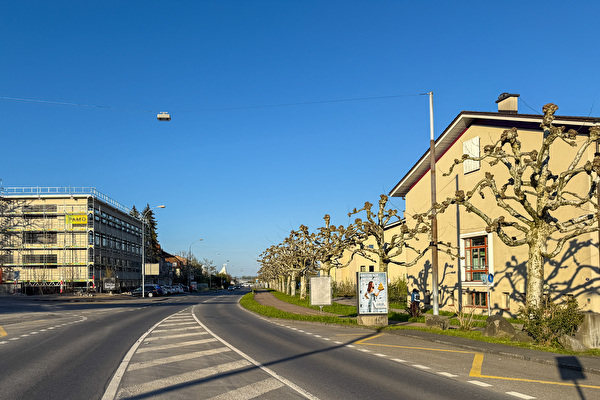 Rüeggisingerstrasse gesäumt von Platanen.