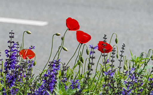 Blumenwiese