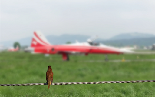 Vogel vor Patrouille Suisse Flugzeug