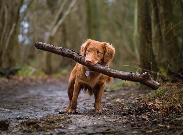 Hund im Wald