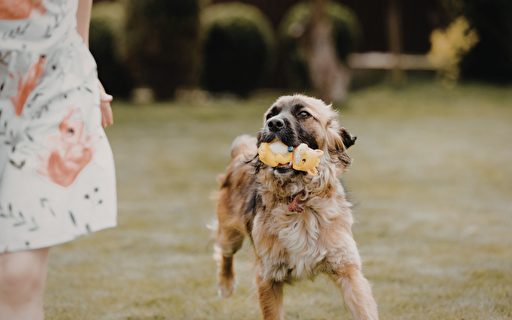 Hund spielt auf Wiese.