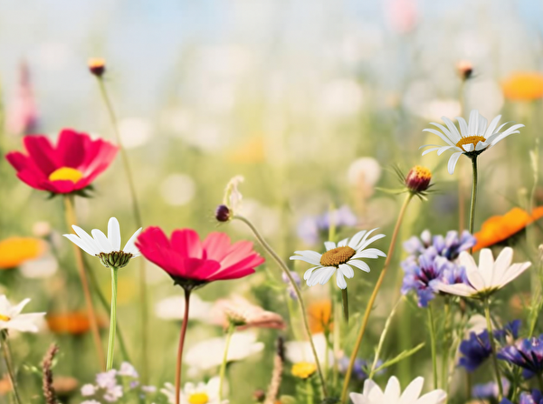 frühling