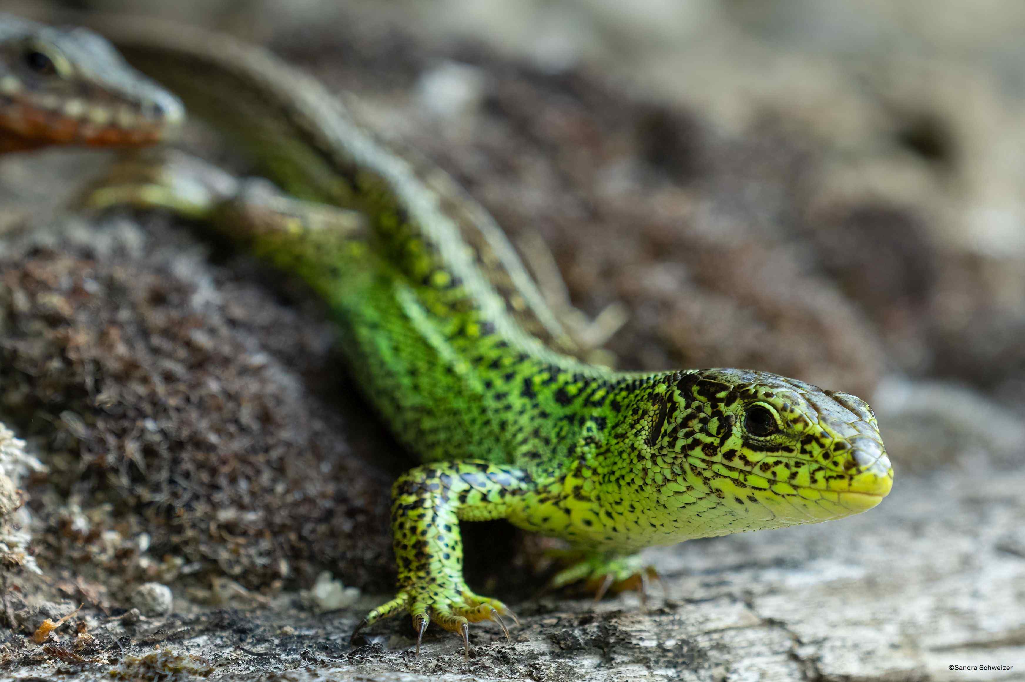 Stiftung Wildnispark Zürich