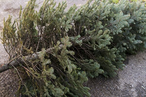 oh tannenbaum