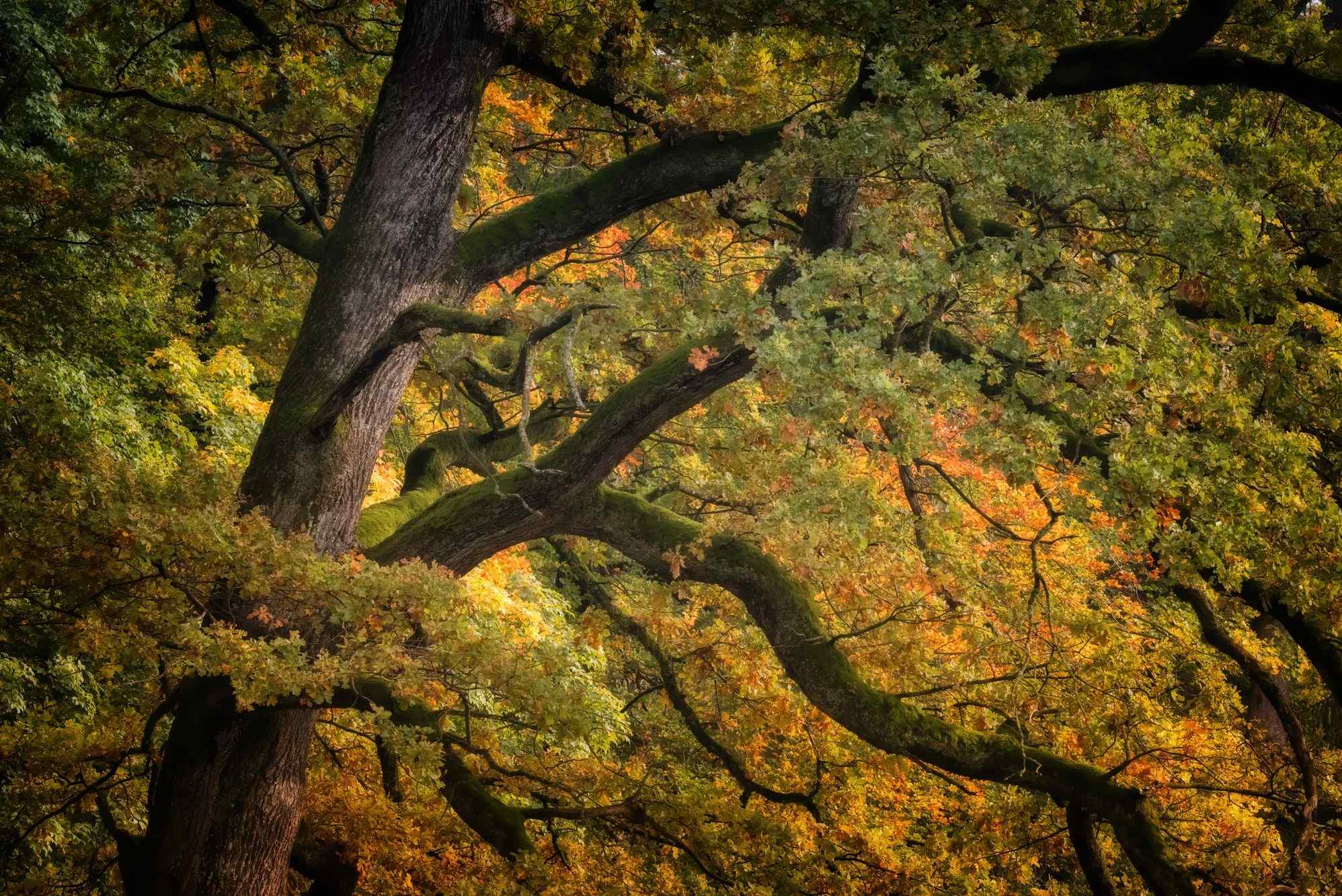 Stiftung Wildnispark Zürich
