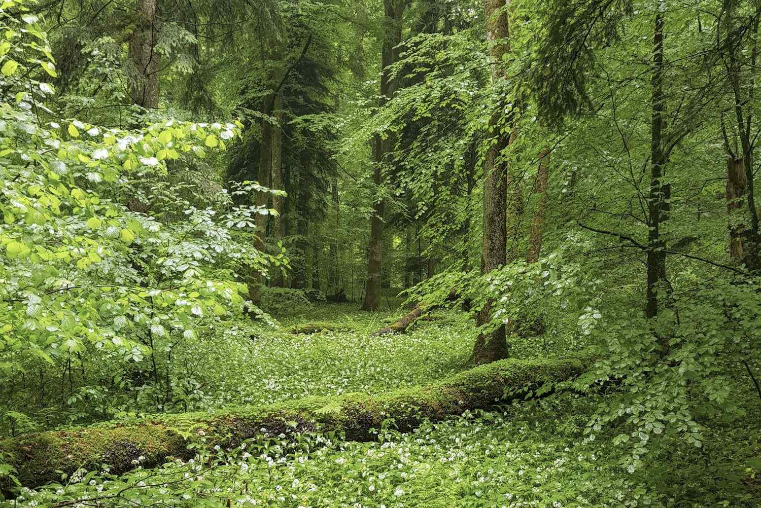 Stiftung Wildnispark Zürich