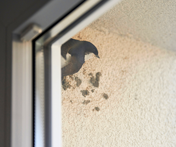 Vogel brütet beim Fenster