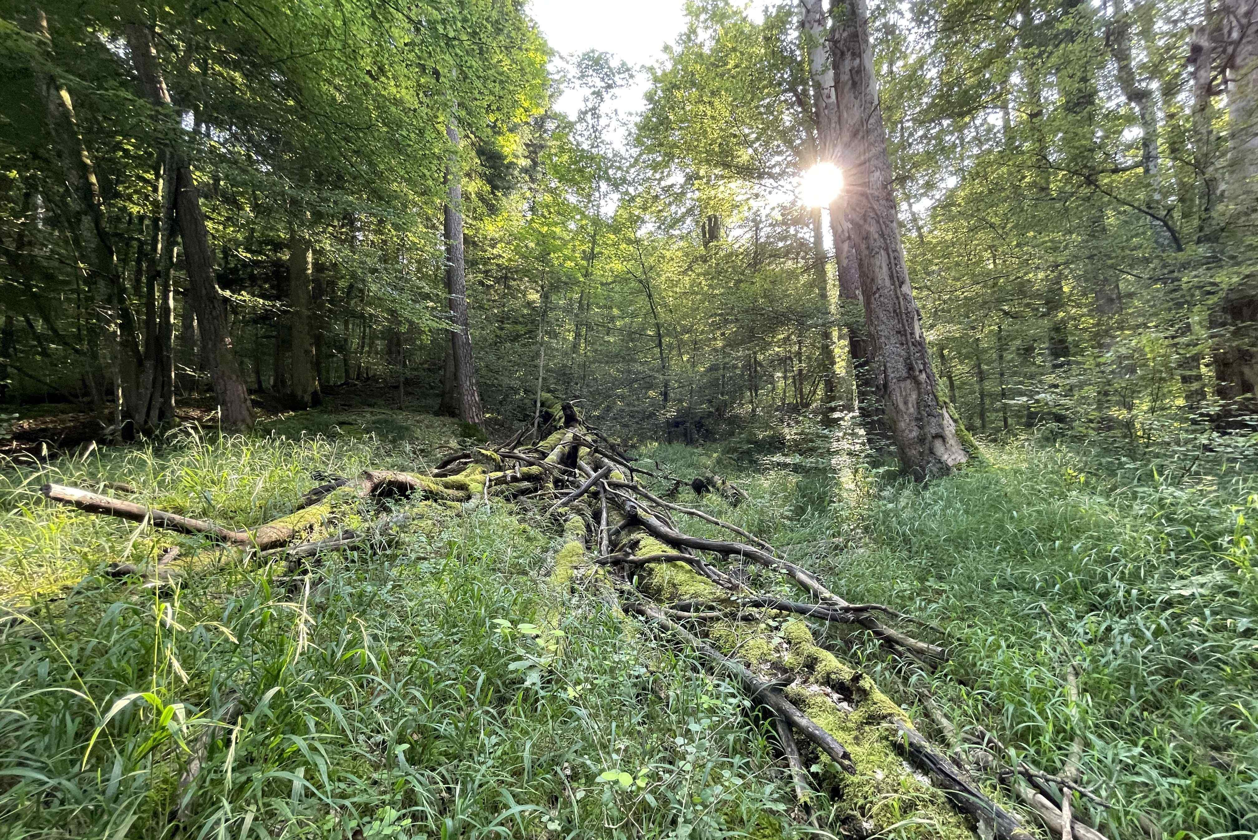 Stiftung Wildnispark Zürich