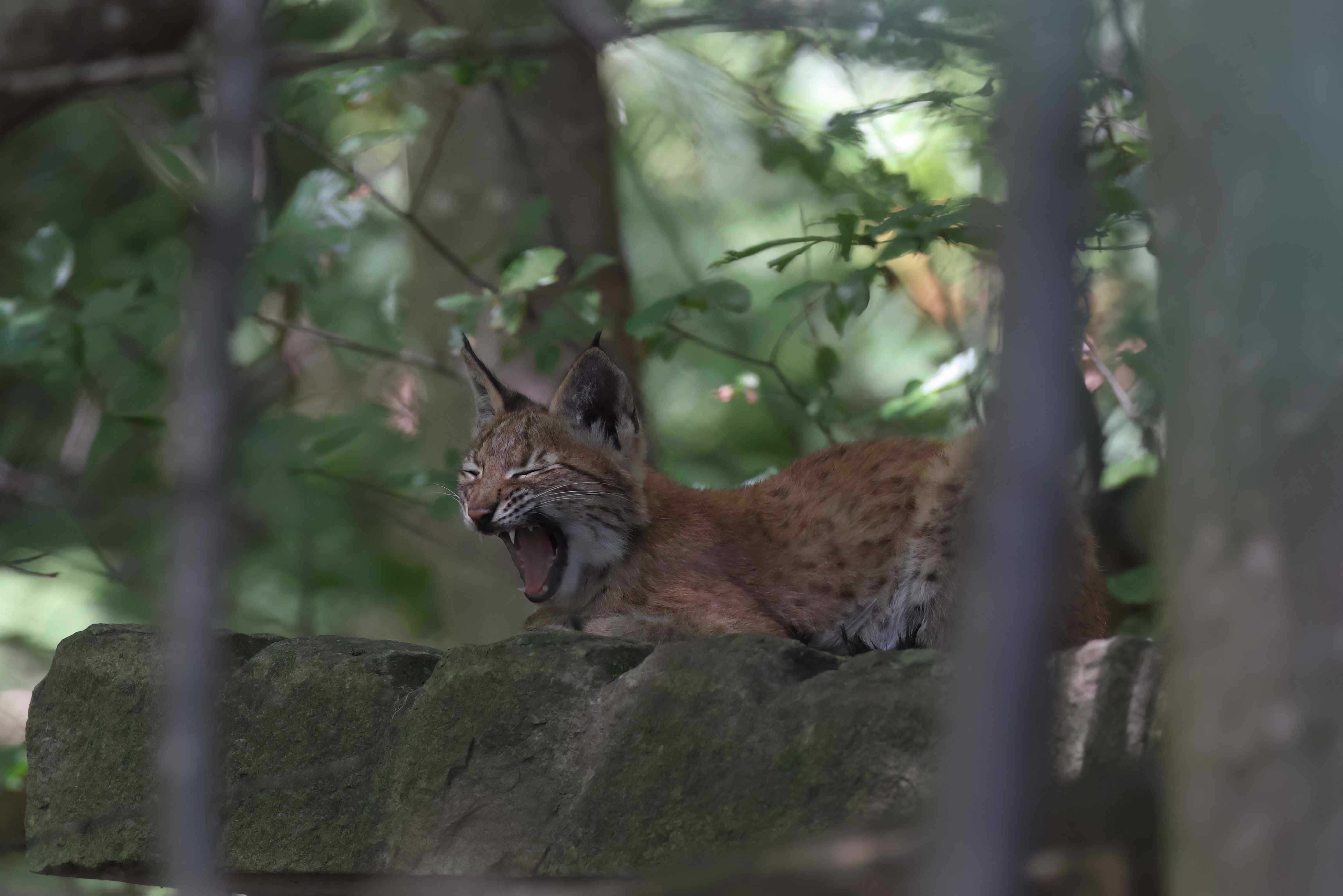 Stiftung Wildnispark Zürich