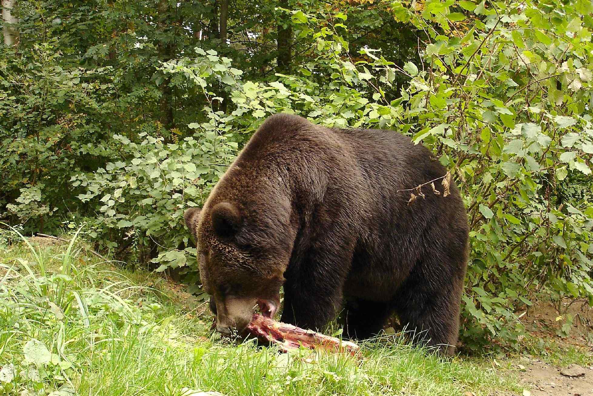 Stiftung Wildnispark Zürich