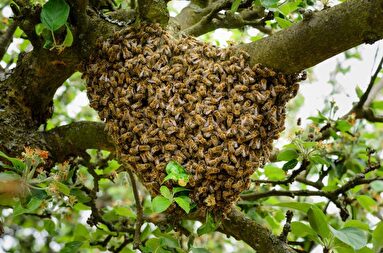 Bienenschwarm