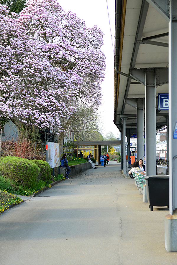 Magnolie Bahnhof Rüschlikon